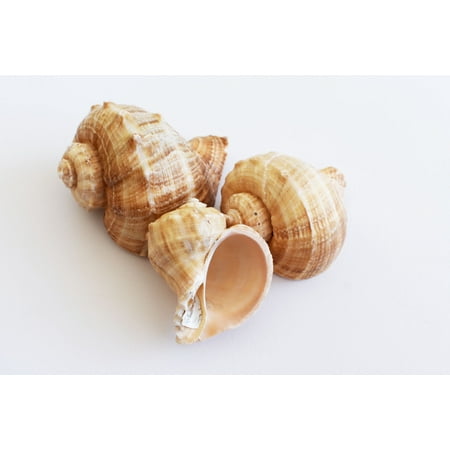 Hermit Crab Snail Shell 3 Large Rapana Whelk Shells Seashells 2 1/2