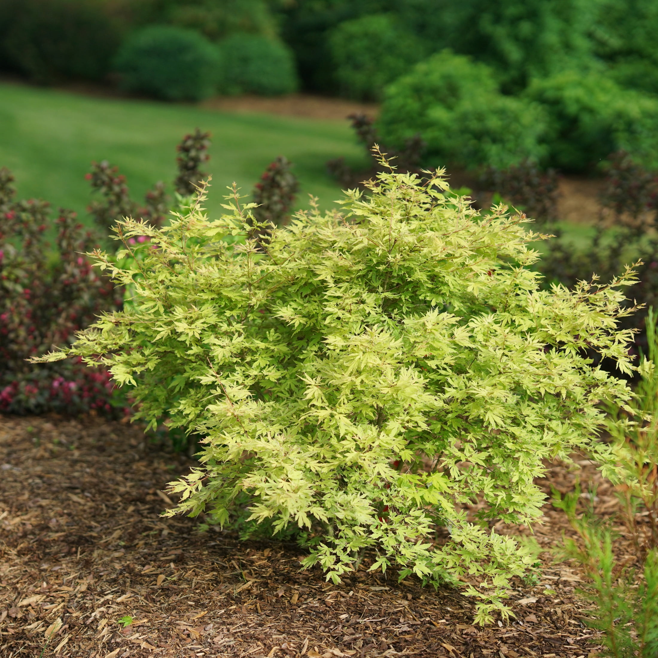 Proven Winners ColorChoice 5" Metamorphosa Japanese Maple Live Plant in 4.5" Pot (4 Count)