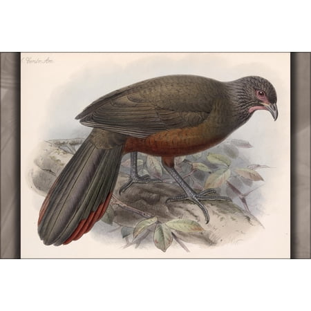 24"x36" Gallery Poster, Ortalis wagleri (Rufous-bellied Chachalaca) 1902