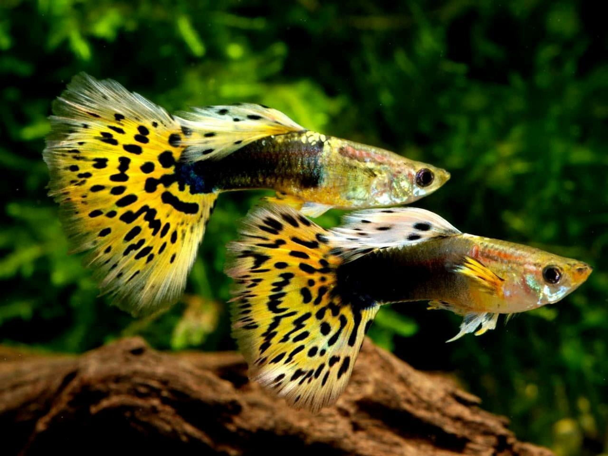 Premium Guppy Fish Food - Color Enhancing - Promotes Fin Growth…4-lb