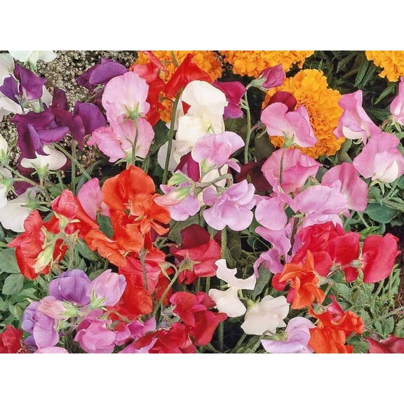 Sweet Pea Knee High Wildflower/ Annual/ Full Sun/ 4800 Seeds 1lb/ Zellajake Farm and Garden - B237