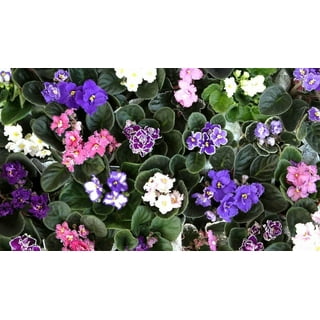 African violet seeds walmart deals