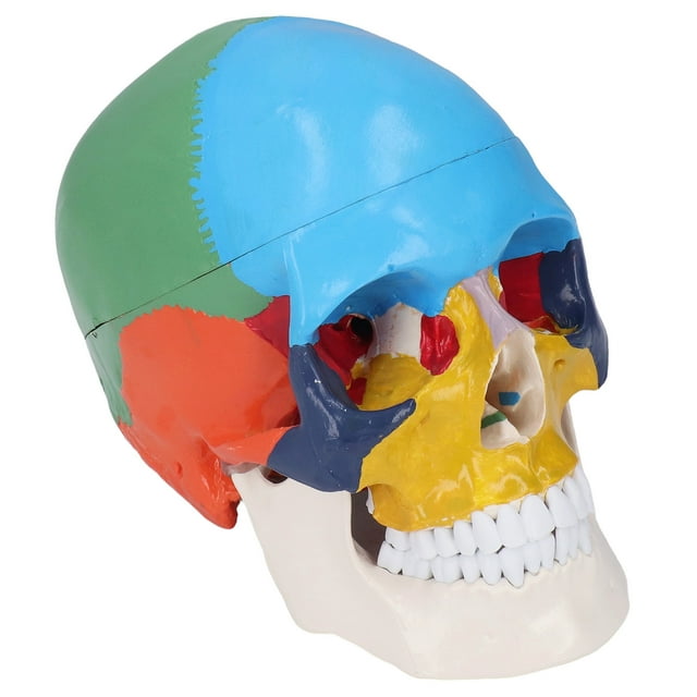 Modelo de cráneo de tamaño natural, modelo anatómico de cráneo humano desmontable en 3 partes, coloreado, con tabla de colores para enseñar y aprender