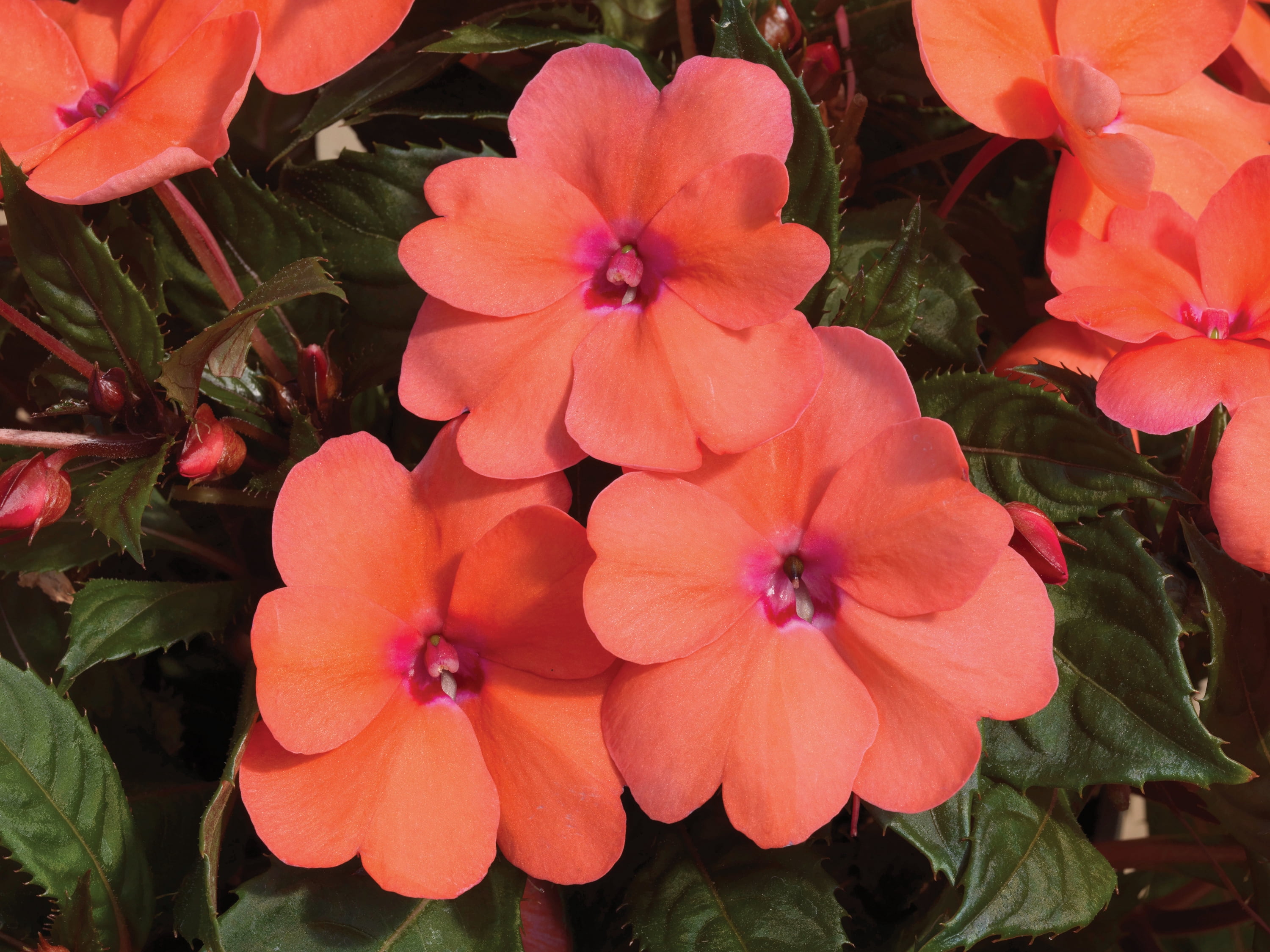 Expert Gardener 1.5 Gallon New Guinea Impatiens Live Annual Plant, Partial Sun, Various Colors