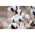 thumbnail image 4 of 25 WHITE COTTON Gossypium Hirsutum Plant Seeds, 4 of 11