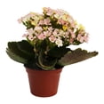 thumbnail image 1 of kalanchoe mini 3 pulgadas, 1 of 5