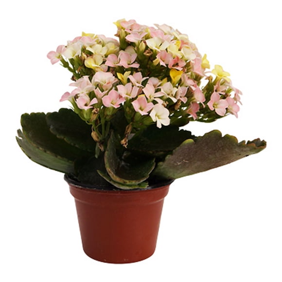 kalanchoe mini 3 pulgadas