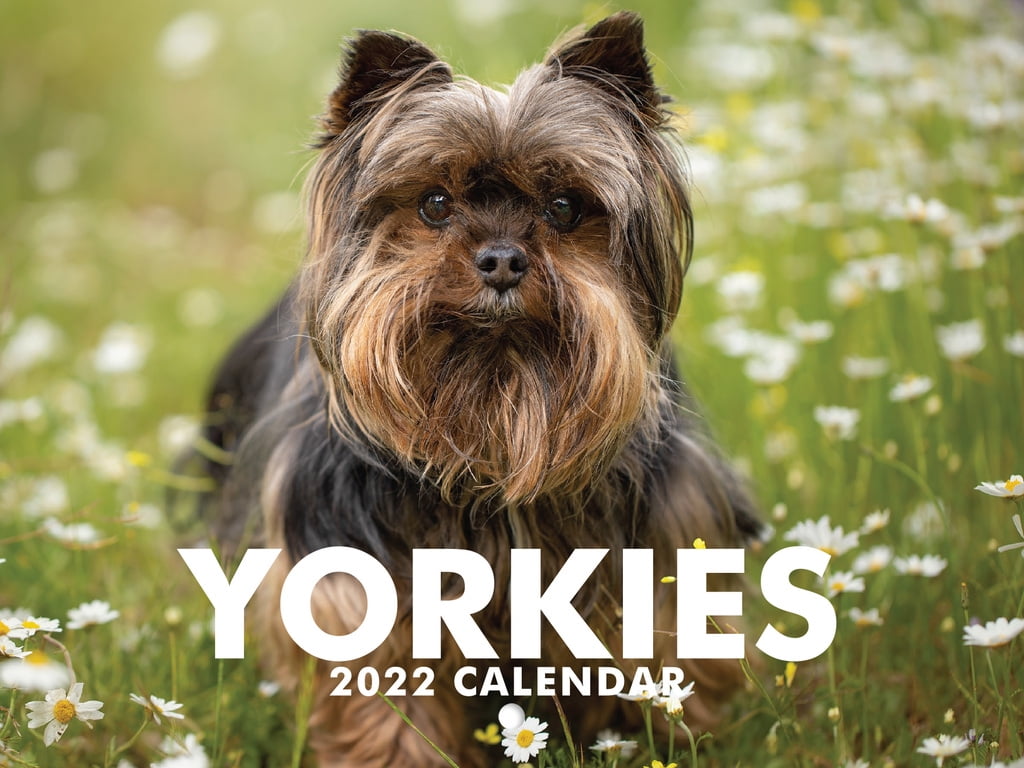 Yorkie Calendar 2023 Monthly Wall Hanging Calendars Yorkshire Terrier