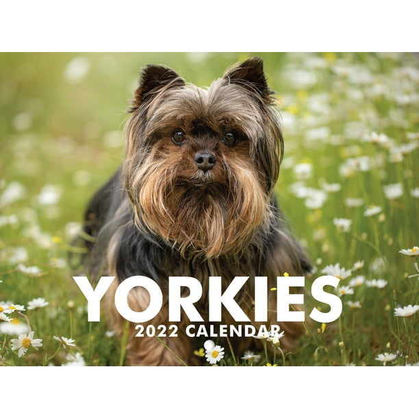 Yorkie Calendar 2023 Monthly Wall Hanging Calendars Yorkshire Terrier