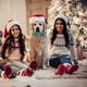thumbnail image 5 of Collar de perro de Navidad, regalo de collar para mascotas para perros pequeños, medianos y grandes, 5 of 5