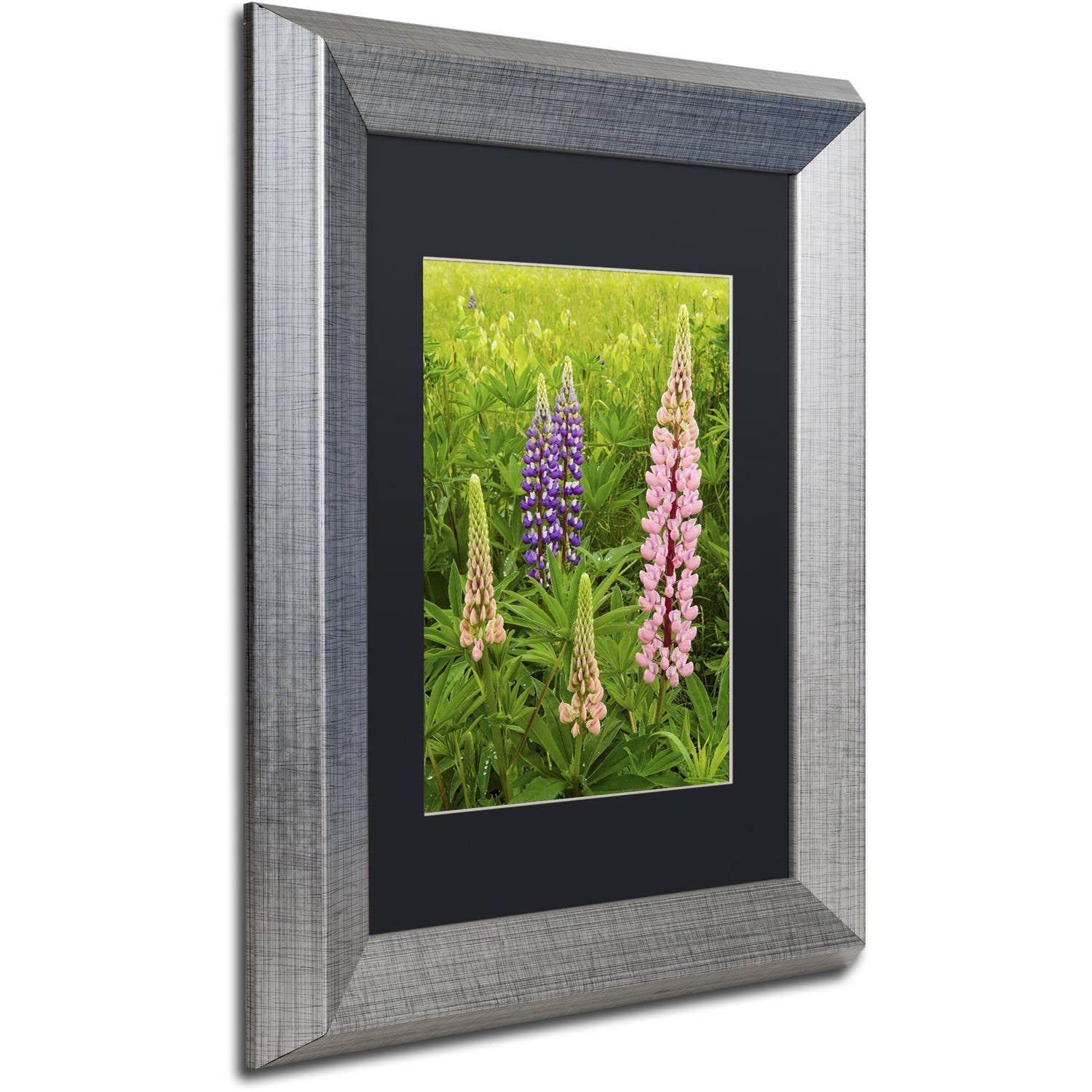 Trademark Fine Art "Lupine Family" Canvas Art by Michael Blanchette Photography Black Matte, Silver Frame