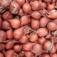 thumbnail image 2 of GSDWIUEW Tulip Bulb Perennial Plant Bulk Bulb for Planting Flowering Bulbs (5 Bulbs,Sweet English Rose Tulip), 2 of 2