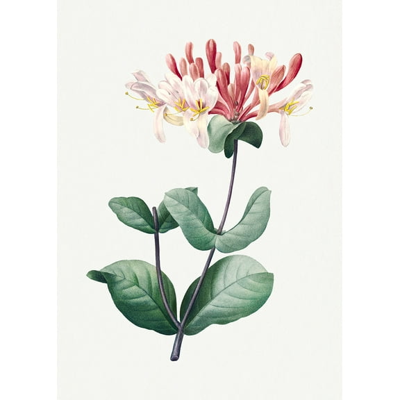 Botanical Plant Print - Honeysuckle by Pierre Joseph Redoute - 12" x 18" Art Print Wall Decor