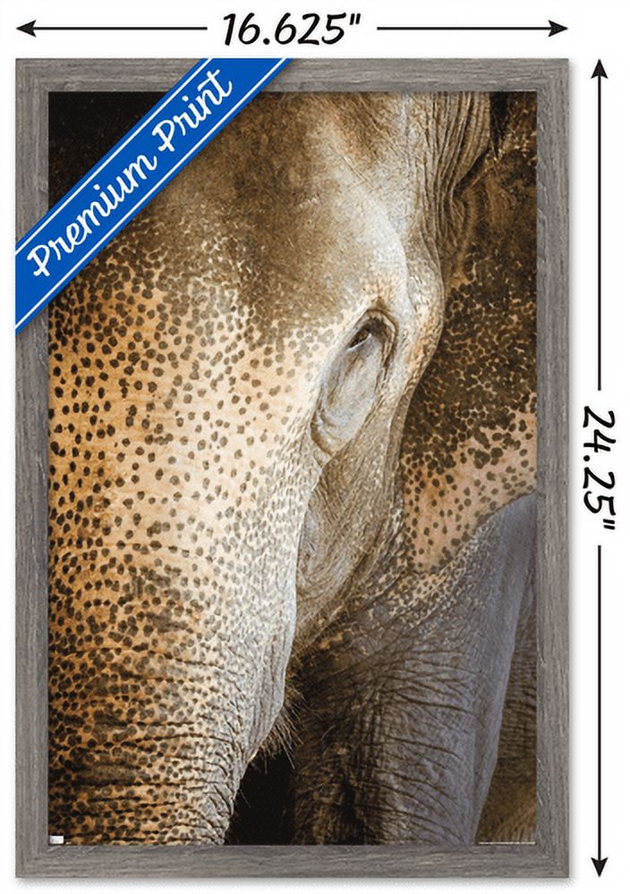 Beth Sheridan - Indian Elephant Wall Poster, 14.725" x 22.375", Framed