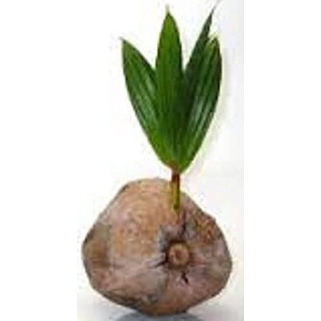 Sprouted Coconut Palm Tree Plant