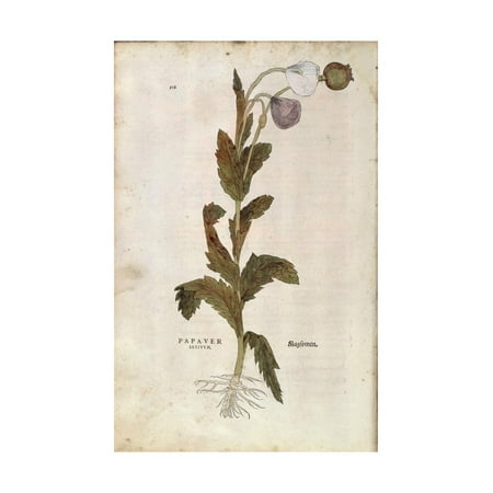 Opium Poppy - Papaver Somniferum (Papaver Satiuum) by Leonhart Fuchs from De Historia Stirpium Comm Print Wall