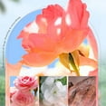 thumbnail image 4 of Barra de jabón corporal de aceite de rosa natural 100 g Barra limpiadora hidratante con aceites esenciales para pieles secas, gel de baño y rostro suave a diario, fórmula suavizante y nutritiva en, 4 of 8