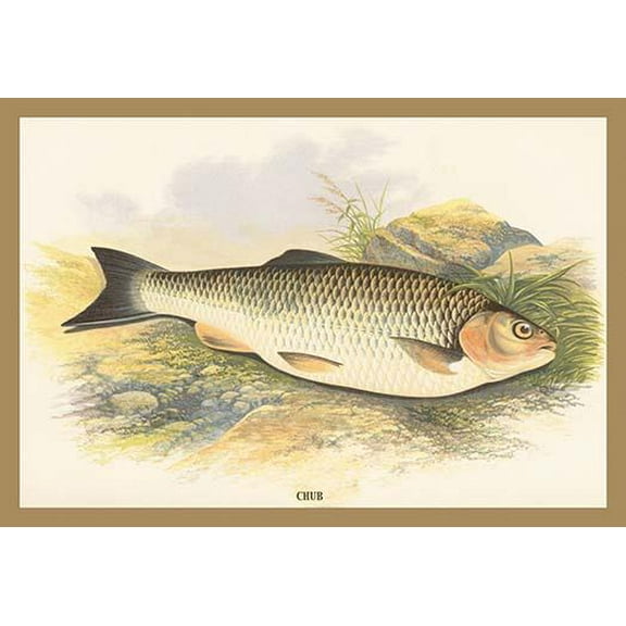 Chub- Fine Art Canvas Print (20" x 30")