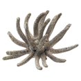 thumbnail image 1 of Vickerman H1SCL900 3-4 in. Frosted White Spider Claws - 16-20 Piece, 1 of 1