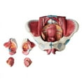 thumbnail image 1 of Modelo de Anatomía de Pelvis Femenina Desmontado, Pelvis Femenina de PVC con Músculo del Suelo, Modelo de Nervios, Suministros de Laboratorio, Pelvis Uterina, 1 of 6