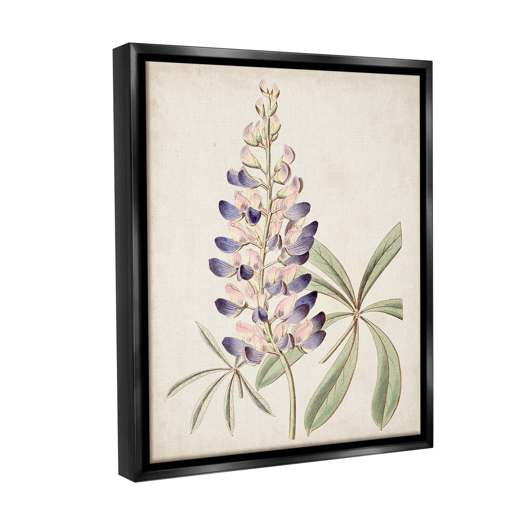 Stupell Industries Vintage Lupin Plant Botanical & Floral Painting Black Floater Framed Canvas Art Print Wall Art, 25 x 31