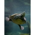 thumbnail image 3 of Fitzharris, Tim 19x24 Black Modern Framed Museum Art Print Titled - Malaysian pond turtle, 3 of 5