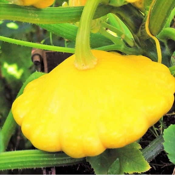 TomorrowSeeds - Sunburst Yellow Patty Pan (Bush Scallop Squash) Seeds - 30  Count - For 2026 Planting