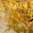 thumbnail image 3 of Brighter Blooms - Shademaster Honeylocust Tree, 6-7 ft. - No Shipping to AK, AZ, HI, 3 of 5
