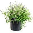 thumbnail image 2 of 3 gal. Buddleia Blue Heaven Shrub with Light Blue Flowers, 2 of 10