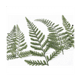 thumbnail image 2 of 60Pcs Dried Green Fern Herbarium for DIY Jewelry Postcard Invitation Card Phone Case Pennisetum Leaves, 2 of 5