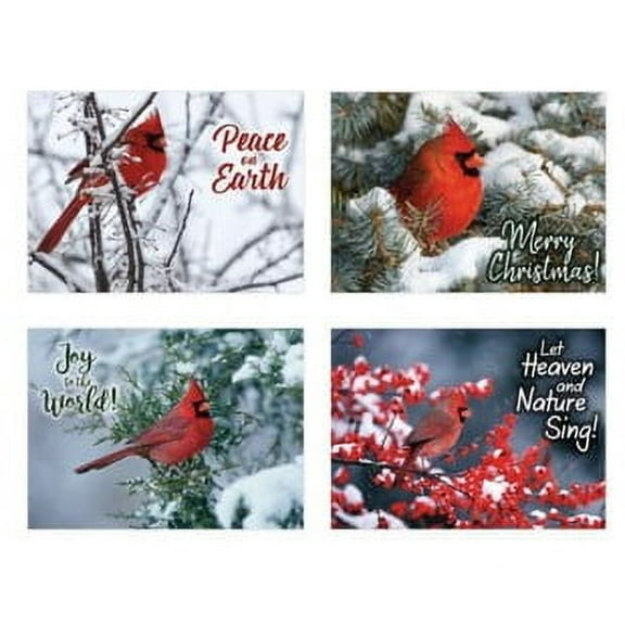 Cardinals Christmas Cards, Box Of 12 (Kjv)