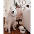 thumbnail image 2 of Spunkyjunky Cuenco De Cerámica Para Perros Y Gatos Con Soporte De Madera, Juego De Agua Y Comida Ponderada Con Esmalte Mate Antideslizante Para Gatos, Perros Medianos, 28,7 Onzas, 2 of 5