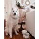 thumbnail image 2 of Spunkyjunky Cuenco De Cerámica Para Perros Y Gatos Con Soporte De Madera, Juego De Agua Y Comida Ponderada Con Esmalte Mate Antideslizante Para Gatos, Perros Medianos, 28,7 Onzas, 2 of 5
