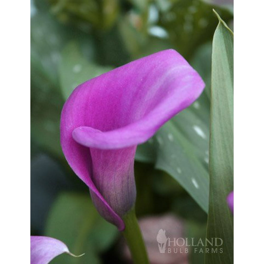 Lavender Gem Calla Lilies