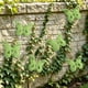 thumbnail image 5 of Adornos de pared de mariposas de hierro – Adornos de jardín pintados a mano para vallas, patios, terrazas y decoración exterior – Acentos de arte de metal resistentes a la intemperie para am, 5 of 6