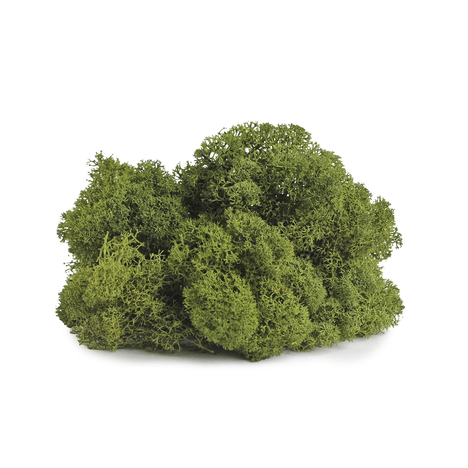 SuperMoss Preserved Basil Reindeer Moss, 12 Pack