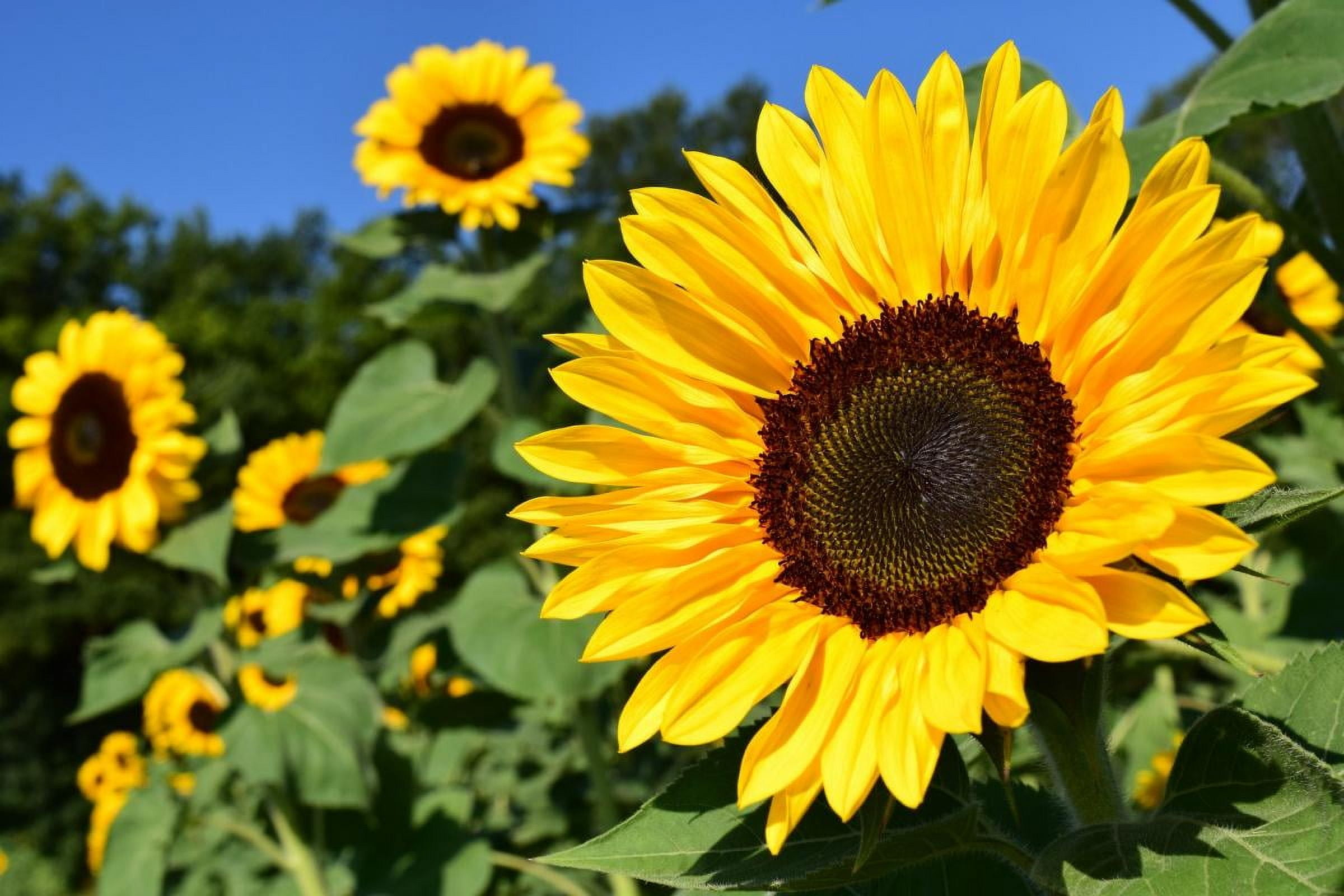 TomorrowSeeds - Peredovik Sunflower Seeds - 5 Pound Bulk - For 2026 Planting USA-Grown