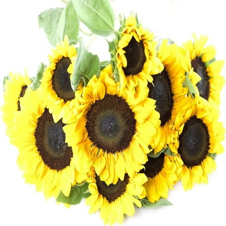 KaBloom : 10 Yellow Sunflowers without vase Next-Day Delivery Gift for Every Occasion. KaBloom : 10 Yellow Sunflowers without vase Next-Day Delivery Gift for Every Occasion.