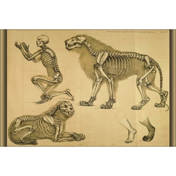 24"x36" Gallery Poster, comparative view of the human and lion frame. 1860. by hawkins