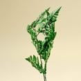 thumbnail image 3 of Raw Sola Wood Flowers - Centerpiece/Vase/Pot/Bouquet Fillers - -Leather Leaf Green, 3 of 6