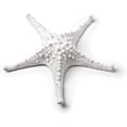 thumbnail image 1 of Abbott Collection Étoile de Mer 3D Moyenne - Résine, Blanche (7.5 Pouces L), 1 of 2