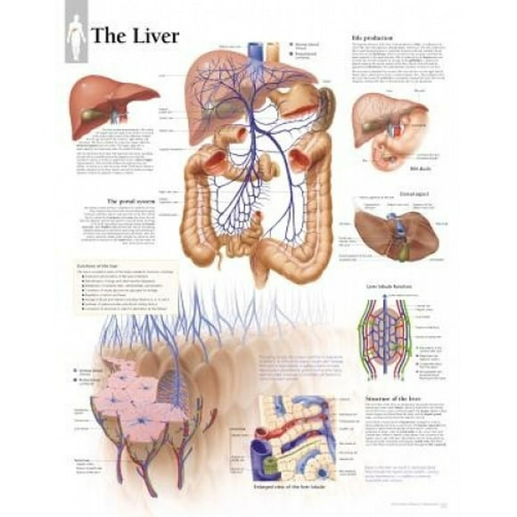 The Liver Chart: Laminated Wall Chart