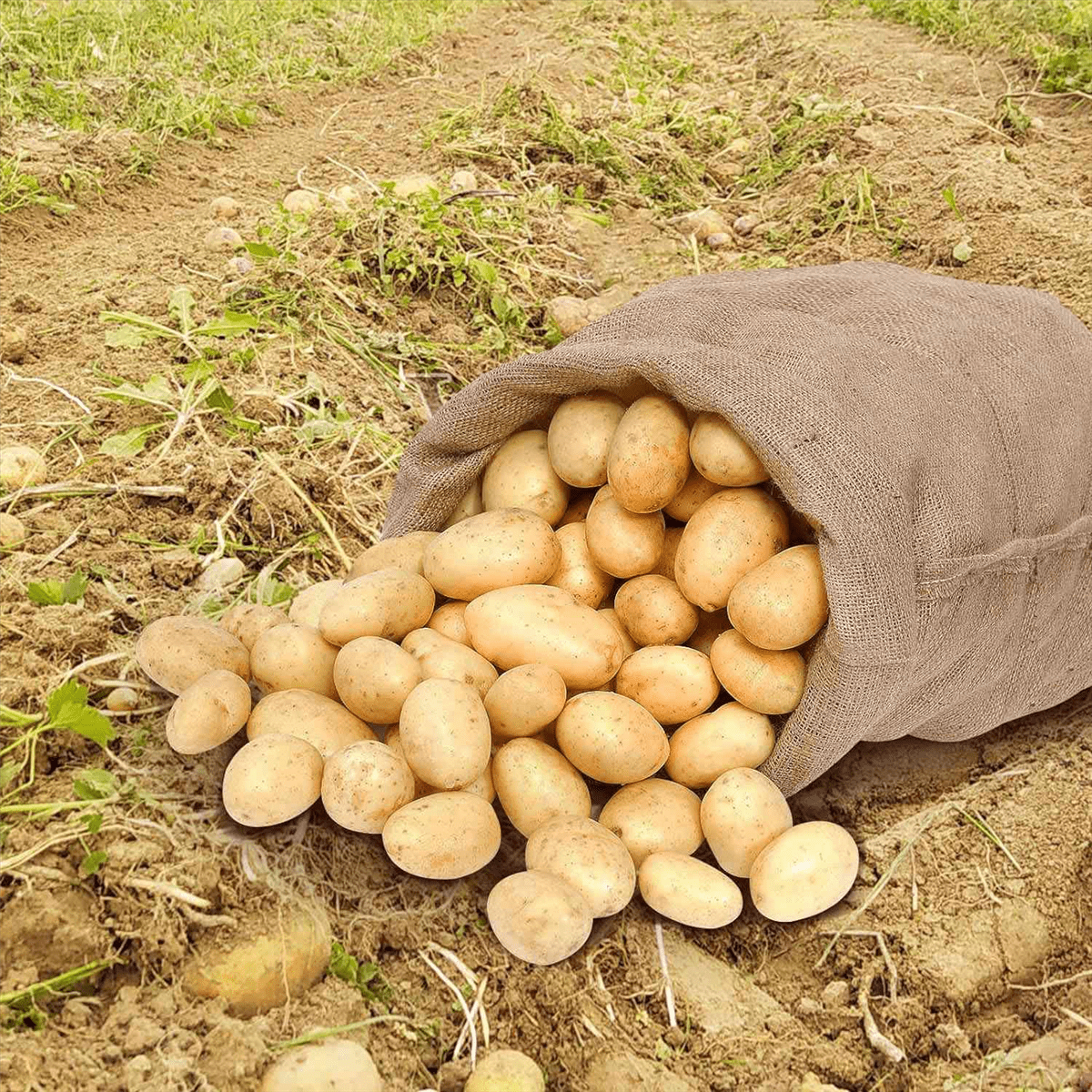4Pcs Heavy-Duty Burlap Bags,40x24Inch Thicken Potato Storage Sacks with 32.8Ft Ropes, Reusable Potato Bags