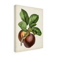 thumbnail image 2 of Vision Studio 'Antique Fruit IX' Canvas Art, 2 of 3