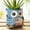 Blue, variant on Quoowiit Resin Frog Rocking Chair Plant Pots, 5.1" with Drainage Holes for Small Succulents, Indoor and Outdoor Use