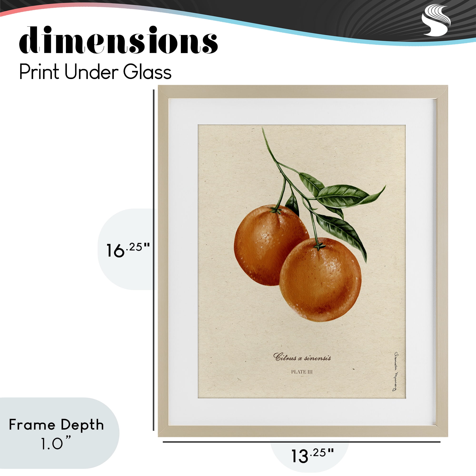 Stupell Industries Orange Fruit Portrait Birch Framed Print Under Glass, design by Danielle Murray