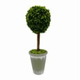 thumbnail image 4 of Bergamo Art Preserved 17 Inch Potted Plumed Cockscomb Ball Pair in Green, 4 of 4