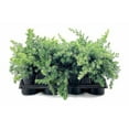 thumbnail image 2 of Juniper Blue Pacific  12 Live 4 Inch Pots  Juniperus conferta 'Blue Pacific'  Evergreen Ground Cover Plants  Drought-Tolerant Landscaping Shrub, 2 of 9