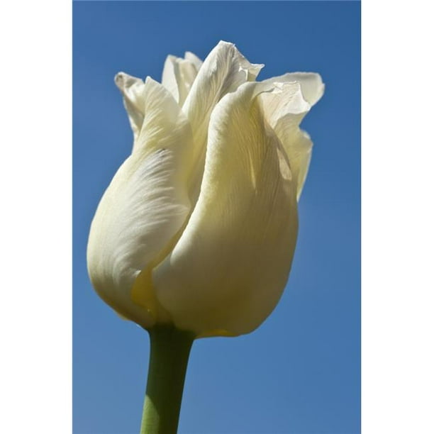 Une Tulipe Blanche contre un Ciel Bleu - Northumberland&44; Affiche Anglaise Print&44; 24 x 38 - Grand