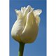 Une Tulipe Blanche contre un Ciel Bleu - Northumberland&44; Affiche Anglaise Print&44; 24 x 38 - Grand – image 1 sur 1